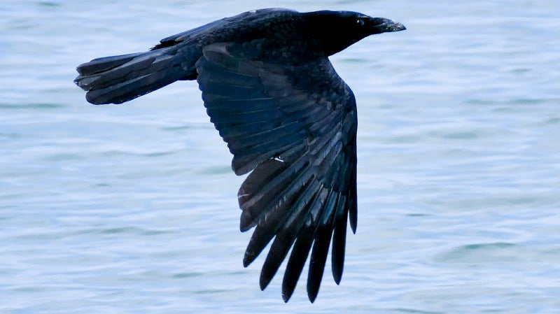 濡羽 - Beautiful Black hair - - KUDEN by TAKAHIRO SATO