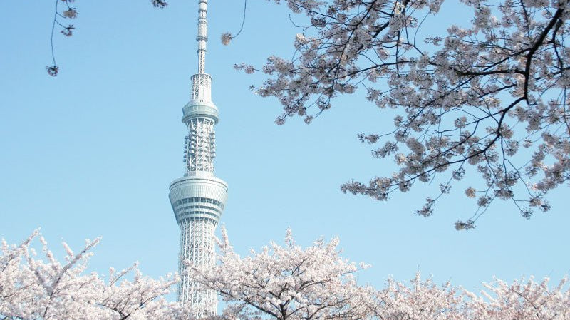 Milky Celeste - 藍白 - - KUDEN by TAKAHIRO SATO