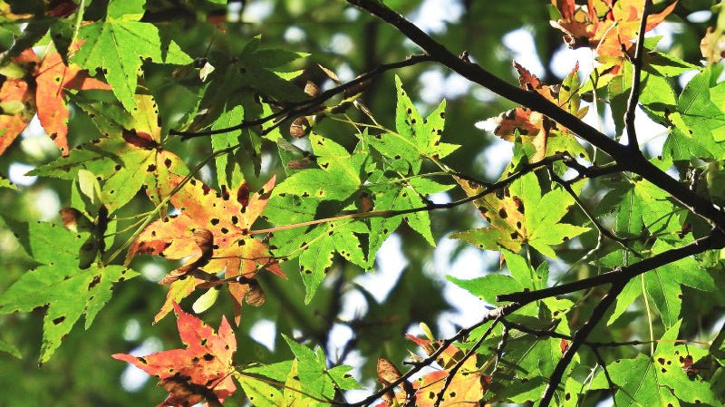 Kaga Yuzen : Wakura-ba - KUDEN by TAKAHIRO SATO