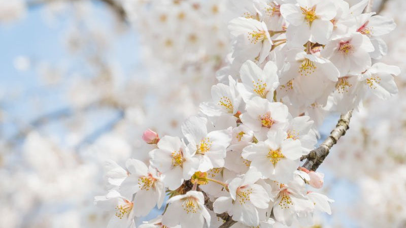 春うらら-Spring-Amaze- - KUDEN by TAKAHIRO SATO