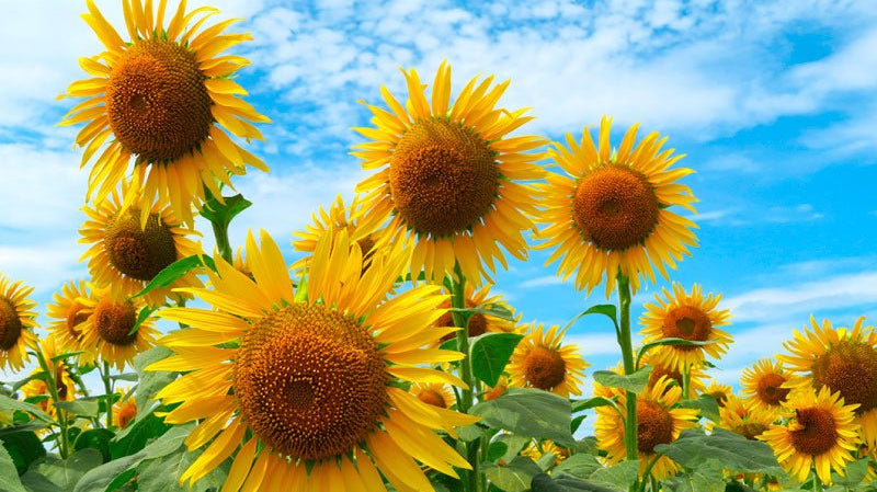 向日葵-sunflower- - KUDEN by TAKAHIRO SATO