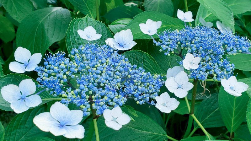 水無月-June- - KUDEN by TAKAHIRO SATO