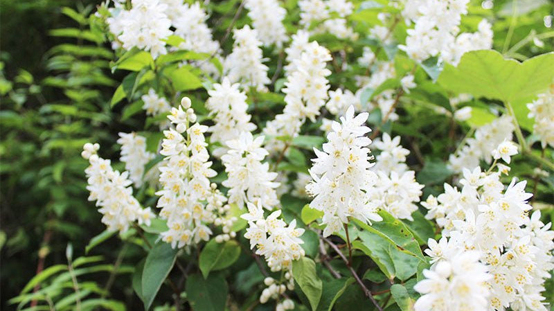 卯月 - April - - KUDEN by TAKAHIRO SATO