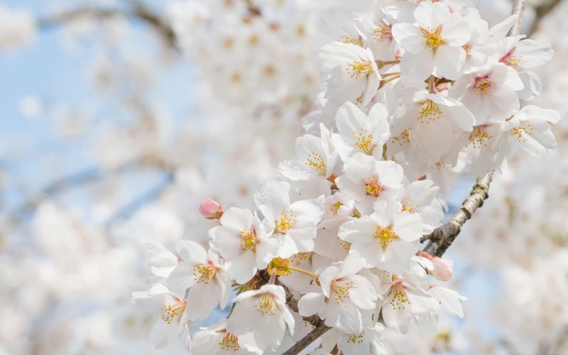 春うらら-Spring-Amaze- – KUDEN by TAKAHIRO SATO