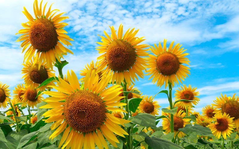 向日葵-sunflower-